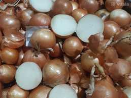 Продаю цибулю 1й гат - VDALA.PRO