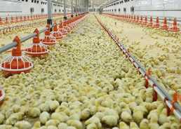 Суточные цыплята бройлеры кобб-500/росс-308. Круглый год Суточные цыплята бройлеры кобб-500/росс-308. Круглый год - VDALA.PRO