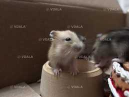 хомʼяки джунгарики - VDALA.PRO