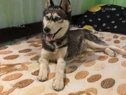 чистокровна хаскі - VDALA.PRO