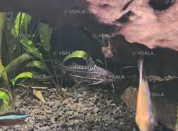 сомик акваріумний пімелодус - VDALA.PRO