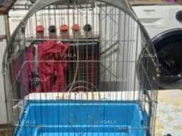 Клетка для птиц - VDALA.PRO