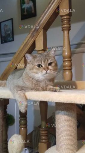 котик - VDALA.PRO