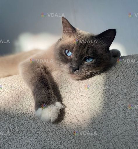 котик - VDALA.PRO