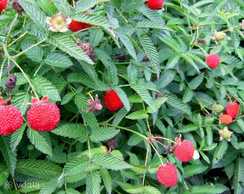 Юстина мяо - мяо тибетска малина Rubus rosaefolius Юстина мяо - мяо тибетска малина Rubus rosaefolius - VDALA.PRO