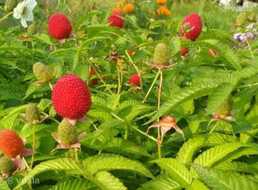 Тибетска малина Юстина мяо - мяо Rubus rosaefolius Тибетска малина Юстина мяо - мяо Rubus rosaefolius - VDALA.PRO