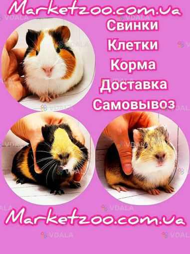 Морская свинка - VDALA.PRO