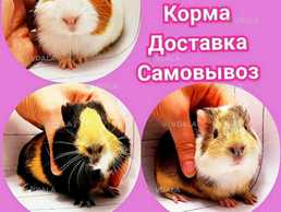 Морская свинка Морская свинка - VDALA.PRO