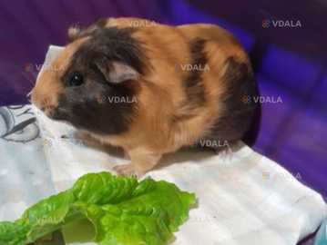 Морская свинка девочка - VDALA.PRO