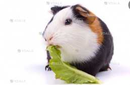 Морские свинки - VDALA.PRO