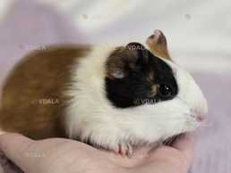 Морские свинки - VDALA.PRO