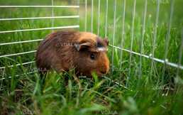 Морские свинки крестеды - VDALA.PRO