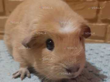 Девочка морская свинка - VDALA.PRO