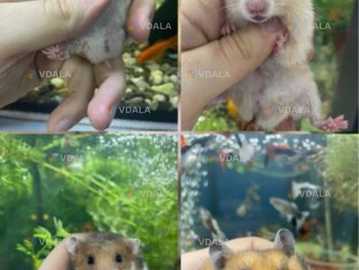 Хомʼяк - VDALA.PRO