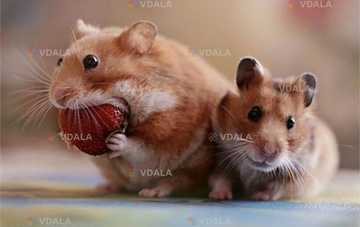 Джунгарики - VDALA.PRO