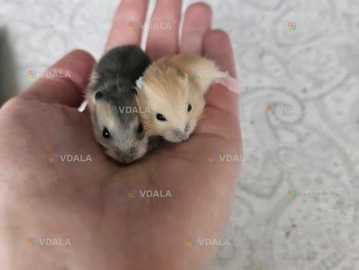 Хом’яки - VDALA.PRO