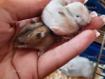 Джунгарики - VDALA.PRO