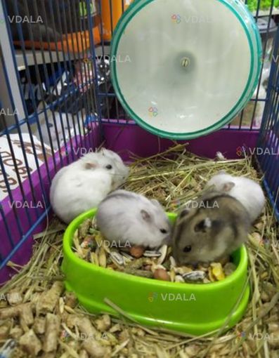 Хомячки - VDALA.PRO
