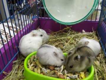 Хомячки - VDALA.PRO
