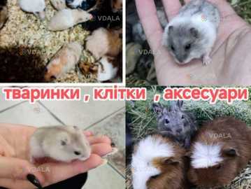 Хомячки - VDALA.PRO