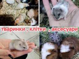 Хомячки Хомячки - VDALA.PRO