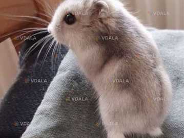 Хомяк - VDALA.PRO