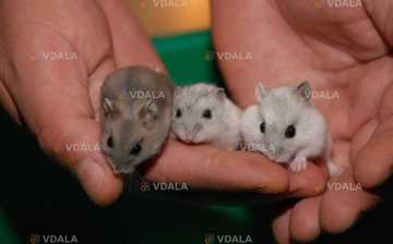 Хомʼячки - VDALA.PRO