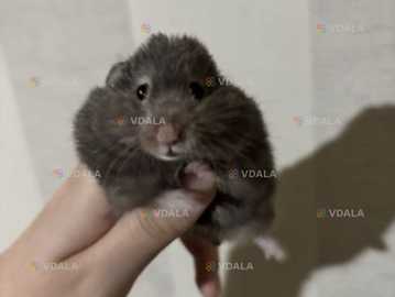 Хомяк ангорський - VDALA.PRO