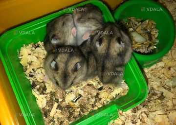 Хомяк - VDALA.PRO