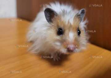 Хомяк ангорский смесь Хомяк ангорский смесь - VDALA.PRO