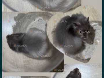 Хомяк ангорський - VDALA.PRO