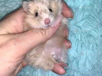 Хомяк ангорський Хомяк ангорський - VDALA.PRO