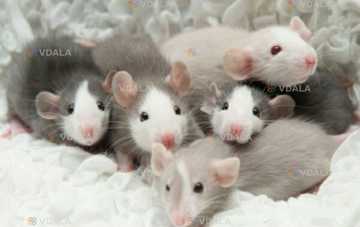 Пацюки дамбо Пацюки дамбо - VDALA.PRO