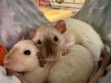 Крысята Крысята - VDALA.PRO
