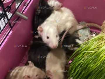 Пацюки Пацюки - VDALA.PRO