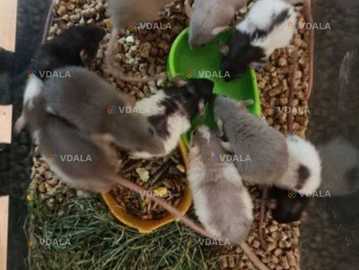 Пацюки Пацюки - VDALA.PRO