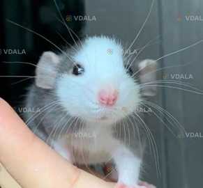 Крысы Крысы - VDALA.PRO