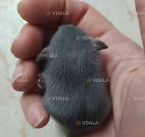 Крыса дамбо Крыса дамбо - VDALA.PRO