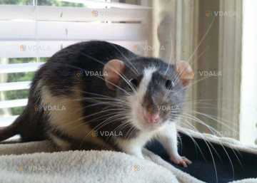 Декоративные крысы Декоративные крысы - VDALA.PRO