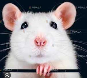 Крысы декоративные Крысы декоративные - VDALA.PRO
