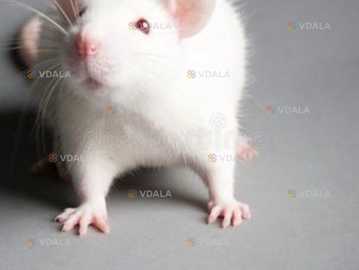 Крысы кормовые Крысы кормовые - VDALA.PRO