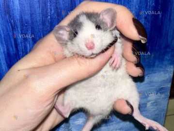 Пацюки Пацюки - VDALA.PRO