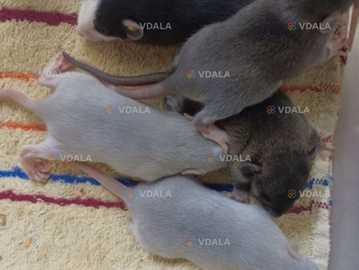 Ручные крысы Ручные крысы - VDALA.PRO