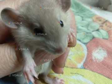 Крысы Крысы - VDALA.PRO