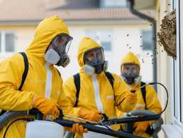 Професійне знищення ос Професійне знищення ос - VDALA.PRO