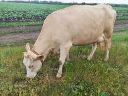 Продаж молочної корови Продаж молочної корови - VDALA.PRO