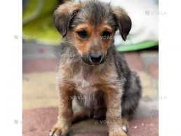 Щенок, 3 мес, мальчик - VDALA.PRO