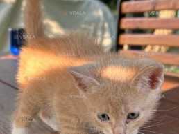 Отдаём в добрые руки котят - VDALA.PRO