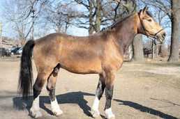 Мерин 9 років Висота в х. 1.63 Торієць Кінь - VDALA.PRO