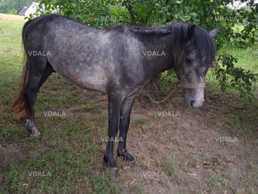 Продам молодого коня - VDALA.PRO